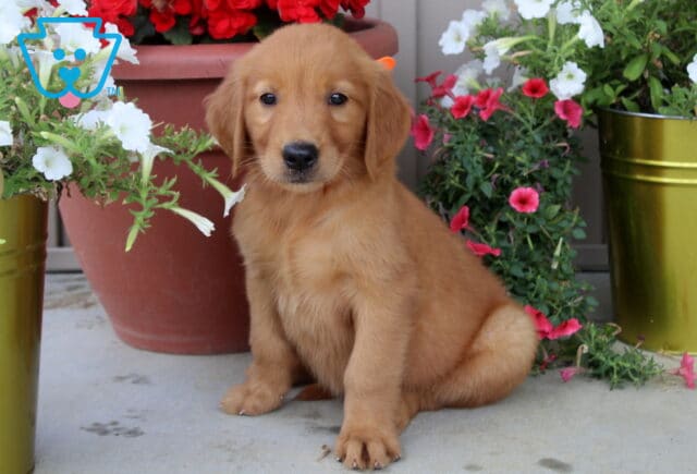 Golden Retriever puppy with an orange collar sitting on a porch surrounded by colorful flower pots with red, white, and pink blooms. image