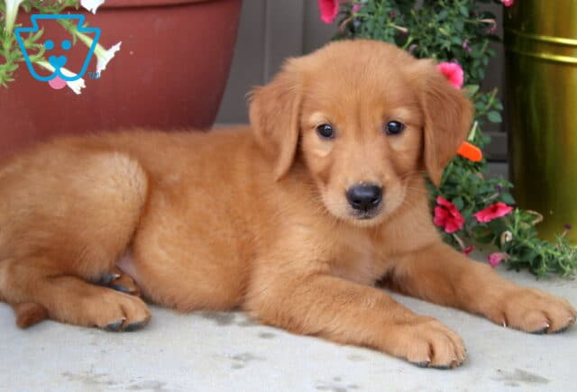 Golden Retriever puppy with an orange collar laying on a porch beside pink and white flowers and a shiny gold planter. image