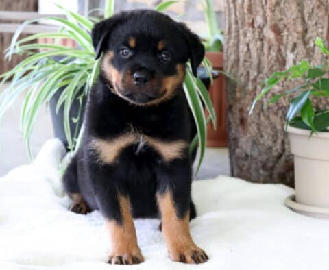 Chili Rottie