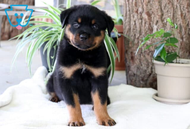 Chili Rottie image