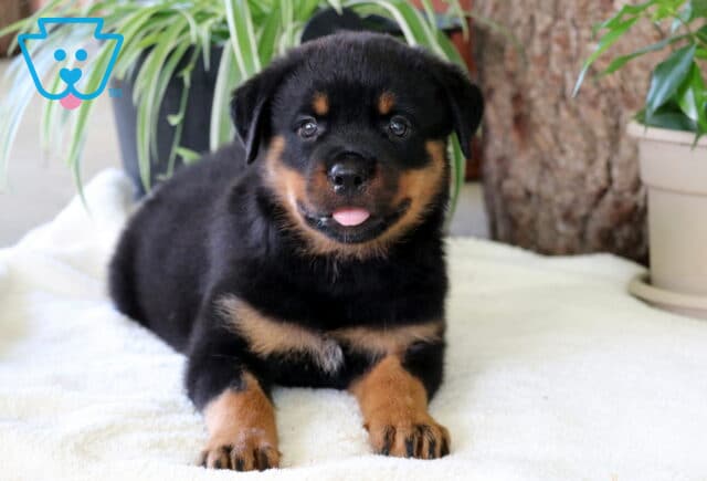 Chili Rottie2 image