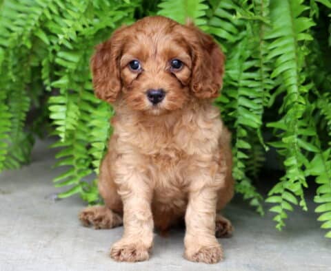 Curious little Cockapoo puppy with a soft reddish-brown coat sitting on a concrete surface, framed by bright green fern leaves and gazing sweetly at the camera.
