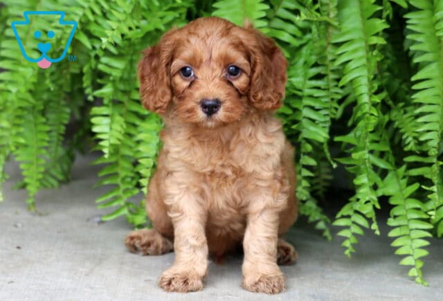 Curious little Cockapoo puppy with a soft reddish-brown coat sitting on a concrete surface, framed by bright green fern leaves and gazing sweetly at the camera. image