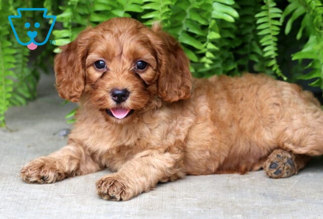 Happy red Cockapoo puppy lying on a concrete surface with its tongue out, surrounded by lush green ferns and looking playfully at the camera with bright, expressive eyes. image