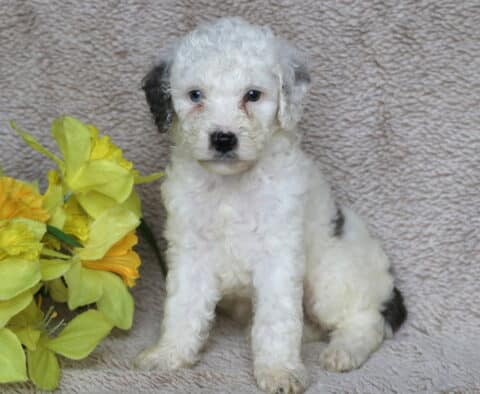 Chip Mini Poodle