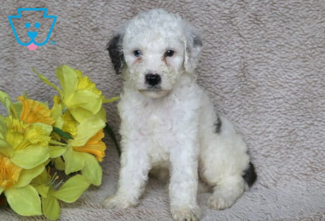 Mini Poodle puppy with a fluffy white coat, black ears, and one blue and one brown eye, sitting on a tan blanket next to a bunch of bright yellow flowers. image