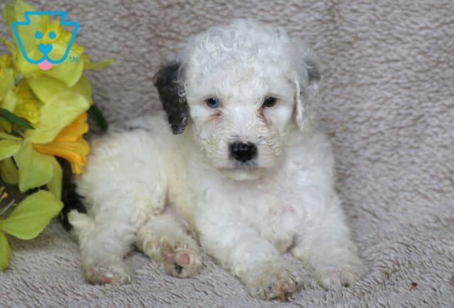 Curly-coated Mini Poodle puppy with a mostly white coat, black ears, and one striking blue eye, lying on a beige blanket beside bright yellow flowers. image