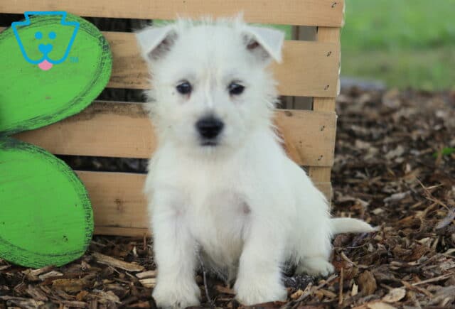 Chipper Westie image