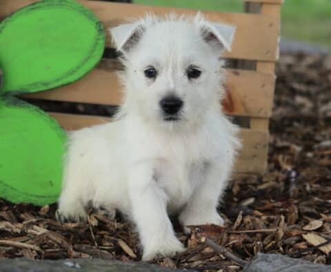 Chipper Westie2