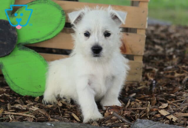 Chipper Westie2 image
