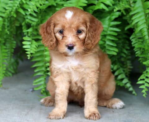 Light apricot Cockapoo puppy with a white chest and a distinct white marking on its forehead sitting sweetly on concrete in front of bright green ferns.