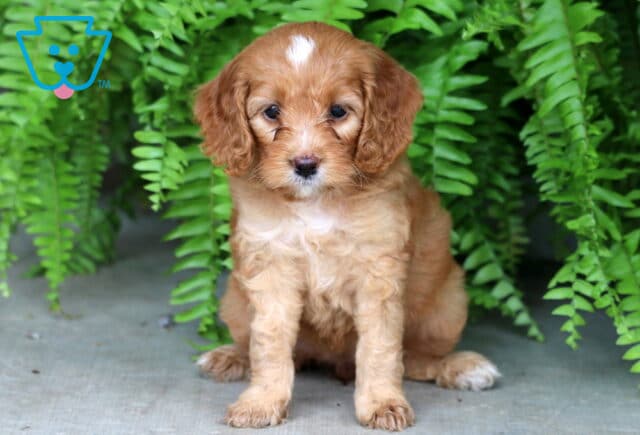 Light apricot Cockapoo puppy with a white chest and a distinct white marking on its forehead sitting sweetly on concrete in front of bright green ferns. image