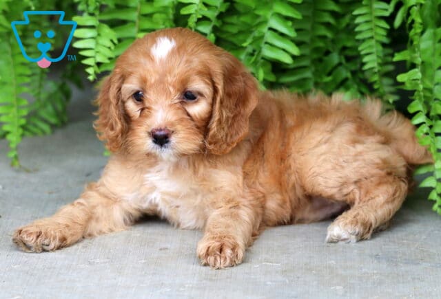 Fluffy apricot Cockapoo puppy with a white chest and a prominent white patch on its forehead lying on a concrete floor in front of vibrant green ferns, looking off to the side calmly. image