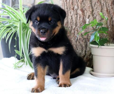 Chops Rottie