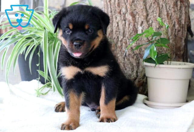 Chops Rottie image