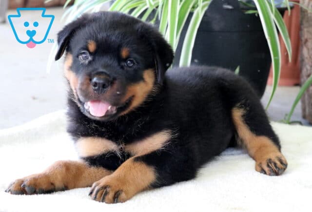 Chops Rottie2 image