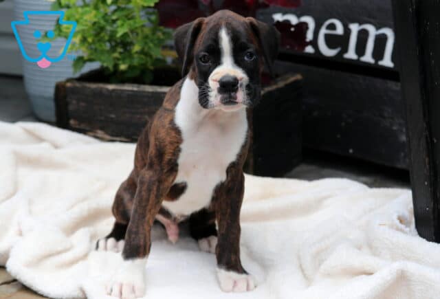 Chubbs Boxer image