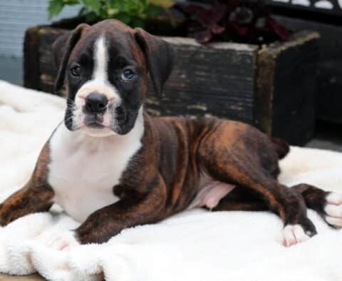 Chubbs Boxer2
