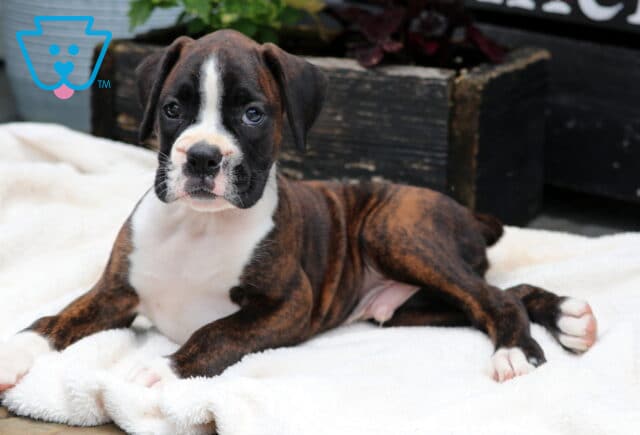 Chubbs Boxer2 image