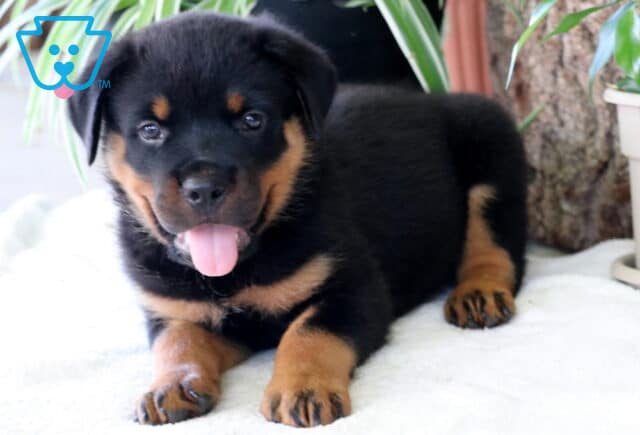 Chubbs Rottie image