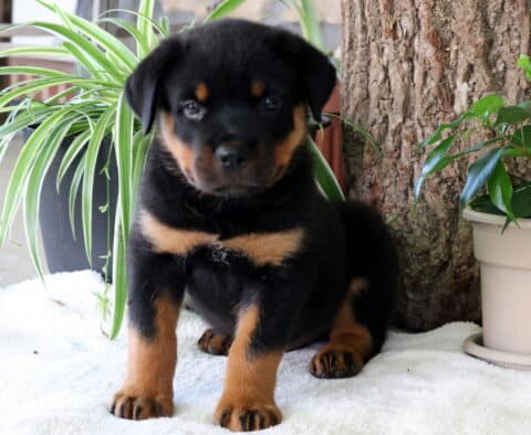 Chubbs Rottie2