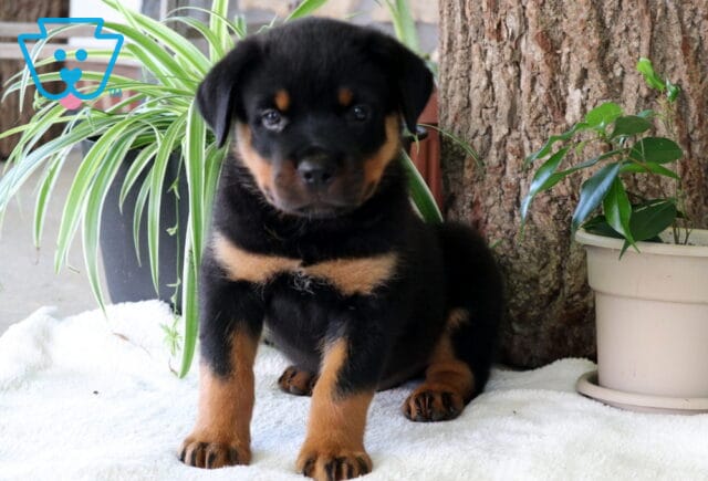 Chubbs Rottie2 image