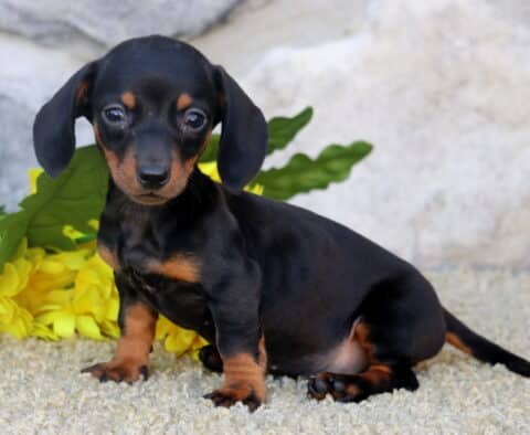 Cici Mini Dachshund