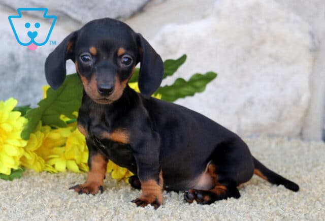 Cici Mini Dachshund image