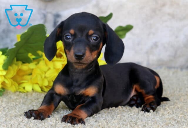 Cici Mini Dachshund2 image