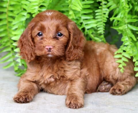 Relaxed Cockapoo puppy with a rich red coat and a small white spot on its forehead lying on a concrete surface in front of bright green ferns, looking sweetly at the camera.