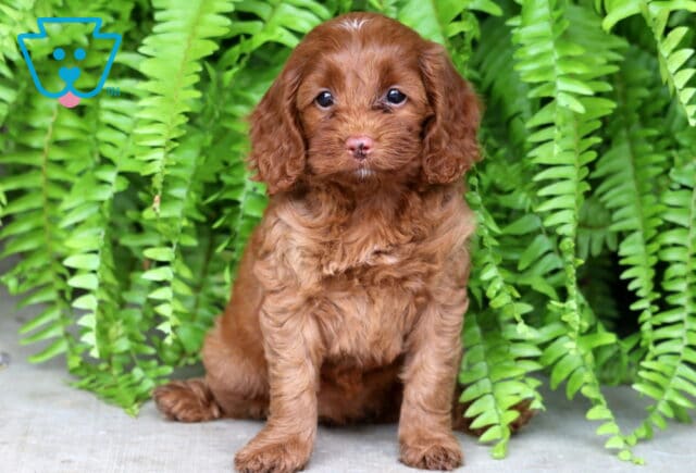 Adorable reddish Cockapoo puppy with a curly coat and a tiny white patch on its forehead sitting on concrete in front of vibrant green ferns, gazing sweetly into the camera. image