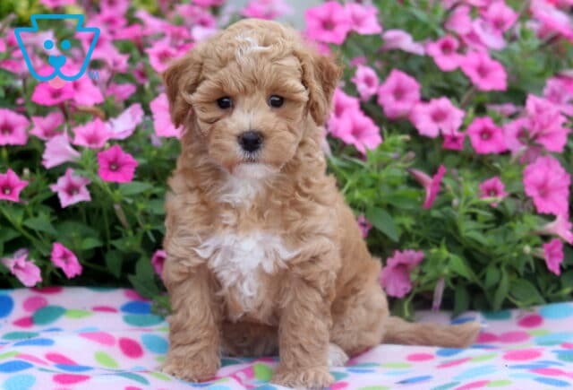 Adorable Bichpoo puppy with curly apricot fur and a white chest sitting on a colorful polka dot blanket surrounded by vibrant pink flowers. image