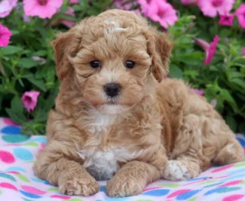 Sweet Bichpoo puppy with soft, curly apricot fur and a white chest lying on a colorful polka dot blanket with bright pink flowers in the background.
