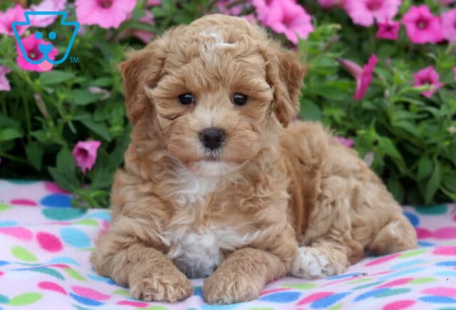 Sweet Bichpoo puppy with soft, curly apricot fur and a white chest lying on a colorful polka dot blanket with bright pink flowers in the background. image