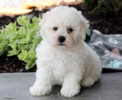 Coby Bichon