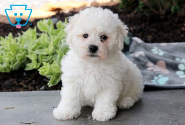 Coby Bichon image