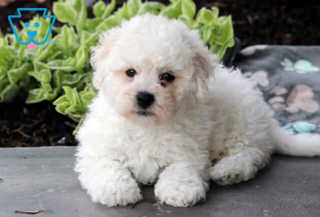 Coby Bichon2 image
