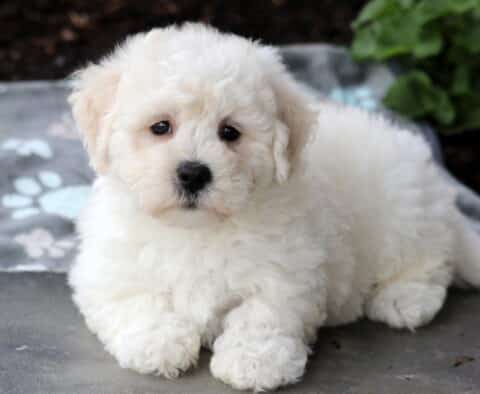 Coco Bichon
