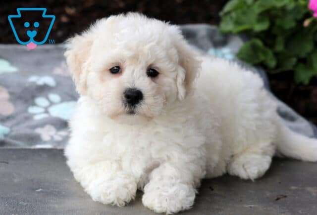 Coco Bichon image