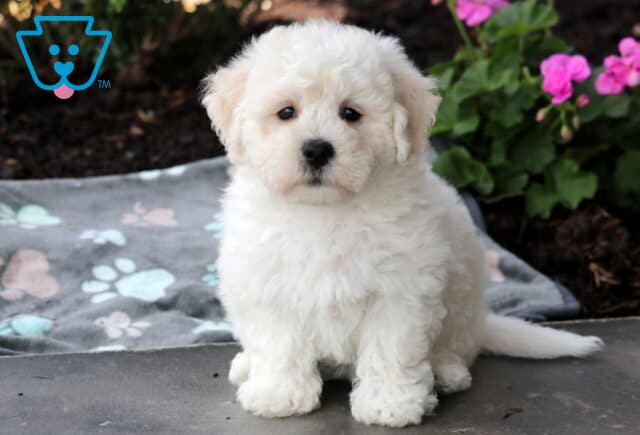 Coco Bichon2 image
