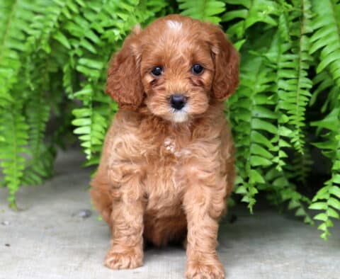 Fluffy red Cockapoo puppy with a small white patch on its chest and forehead sitting in front of bright green ferns, looking directly at the camera with an alert and curious expression.