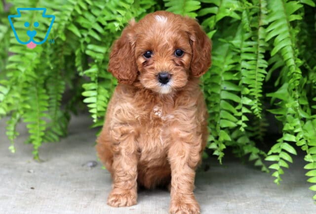 Fluffy red Cockapoo puppy with a small white patch on its chest and forehead sitting in front of bright green ferns, looking directly at the camera with an alert and curious expression. image