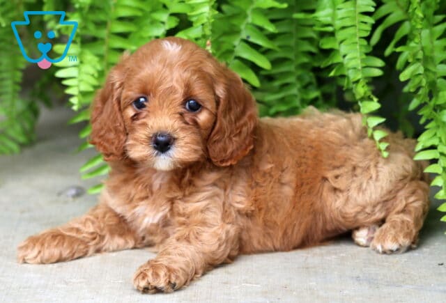 Cuddly red Cockapoo puppy with a white patch on its chin and chest lying down on a concrete surface in front of lush green ferns, gazing sweetly at the camera. image