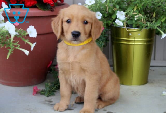 Golden Retriever puppy with a yellow collar sitting on a porch between large gold and terracotta flower pots filled with blooming white and red flowers. image