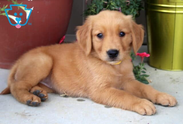 Golden Retriever puppy wearing a yellow collar, lying down on a porch between a red and green flower pot with blooming white and pink flowers. image