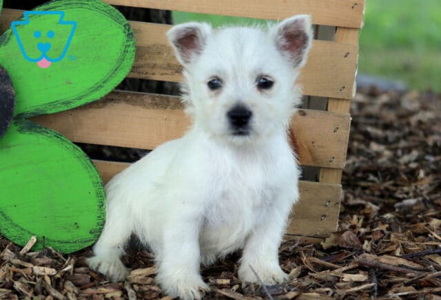 Coconut Westie image