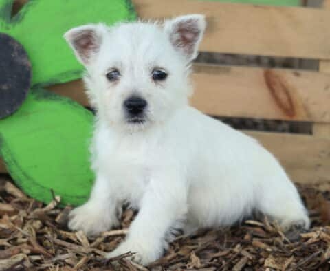 Coconut Westie2