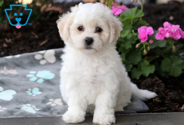 Coda Bichon image