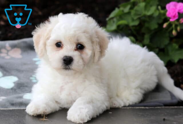 Coda Bichon2 image