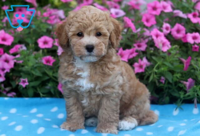 Adorable Bichpoo puppy with a curly tan and white coat sitting on a light blue polka dot blanket, surrounded by blooming pink flowers. image